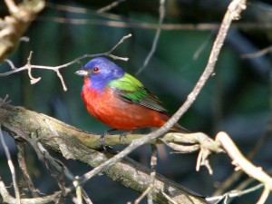 painted bunting                          